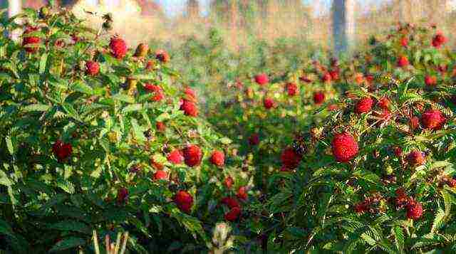 ang pinakamahusay na mga pagkakaiba-iba ng mga fruit bushes