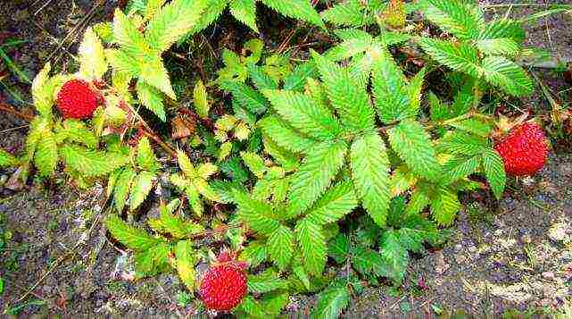 ang pinakamahusay na mga pagkakaiba-iba ng mga fruit bushes