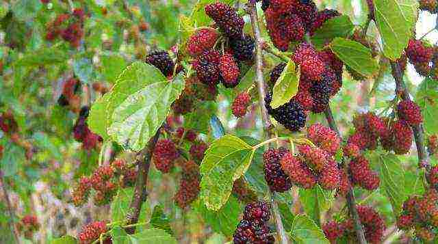 the best varieties of fruit bushes