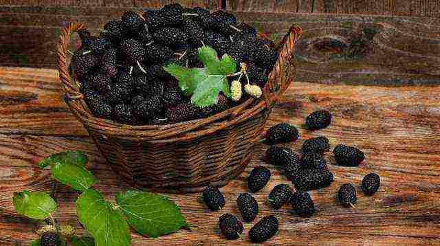 the best varieties of fruit bushes