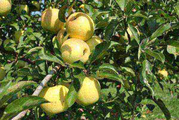 the best varieties of fruit bushes