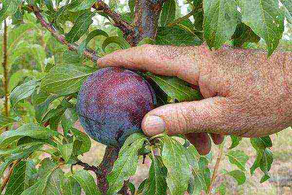 the best varieties of fruit bushes