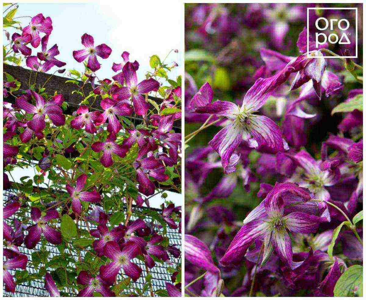 the best varieties of Polish clematis