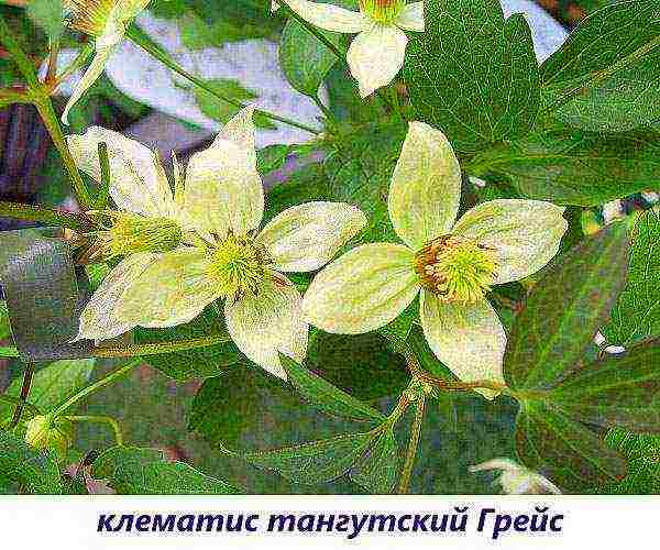 the best varieties of Polish clematis