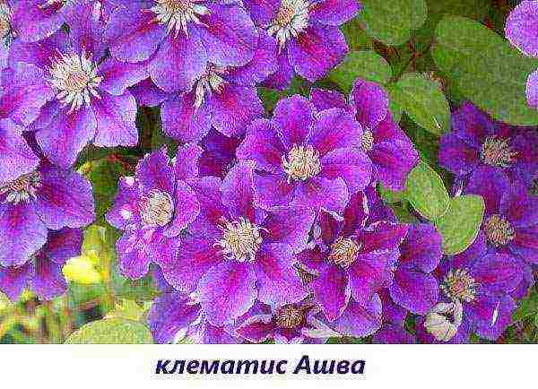 the best varieties of Polish clematis