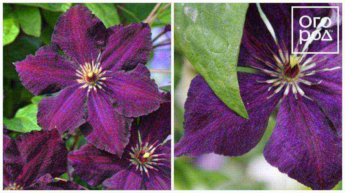 the best varieties of Polish clematis