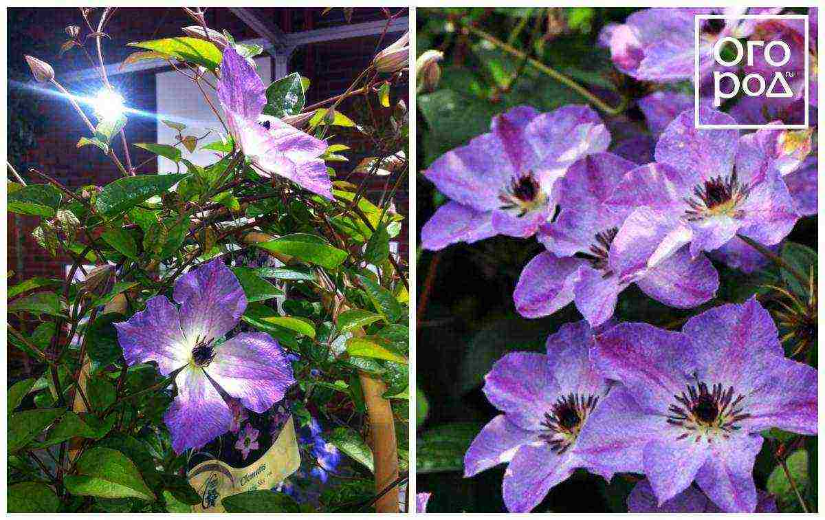 the best varieties of Polish clematis