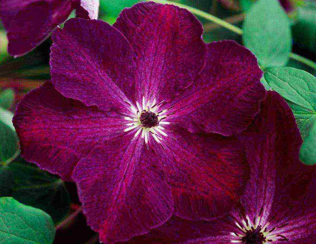 the best varieties of Polish clematis