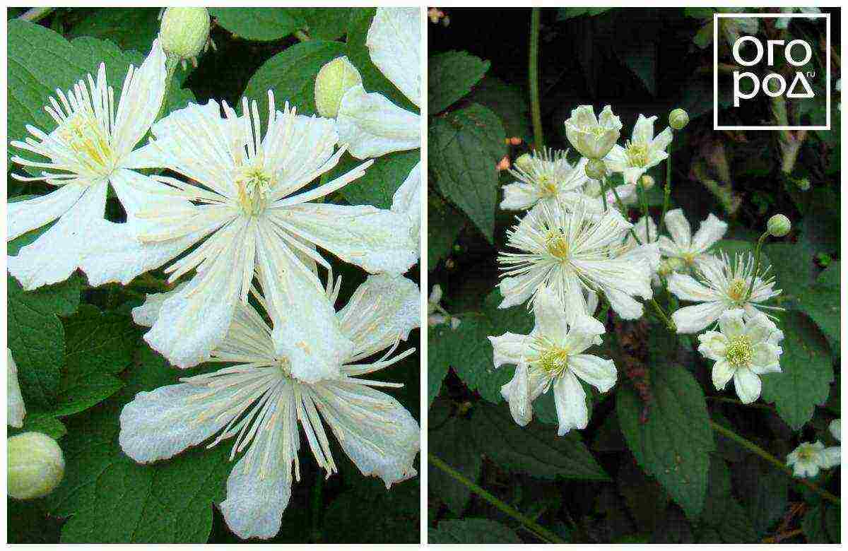 the best varieties of Polish clematis