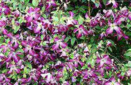 ang pinakamahusay na mga pagkakaiba-iba ng Polish clematis