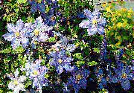 the best varieties of Polish clematis