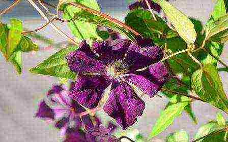 the best varieties of Polish clematis