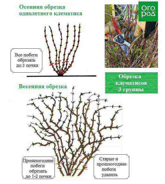 ang pinakamahusay na mga pagkakaiba-iba ng Polish clematis