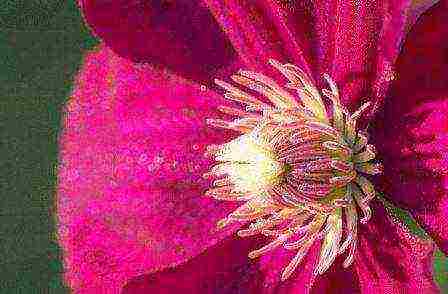 the best varieties of Polish clematis