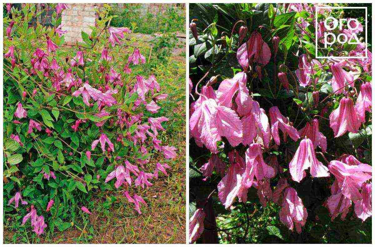 the best varieties of Polish clematis