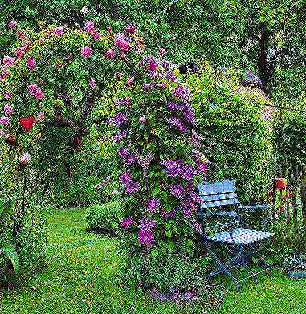 ang pinakamahusay na mga pagkakaiba-iba ng Polish clematis