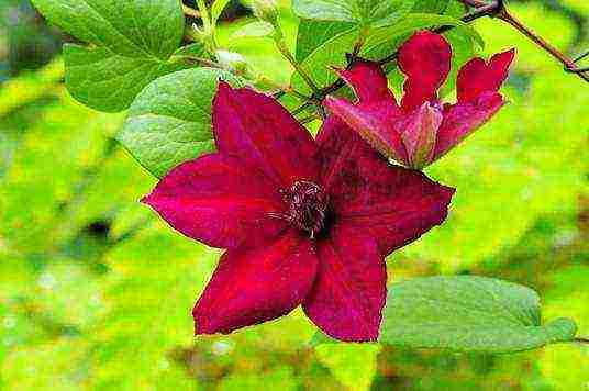 the best varieties of Polish clematis