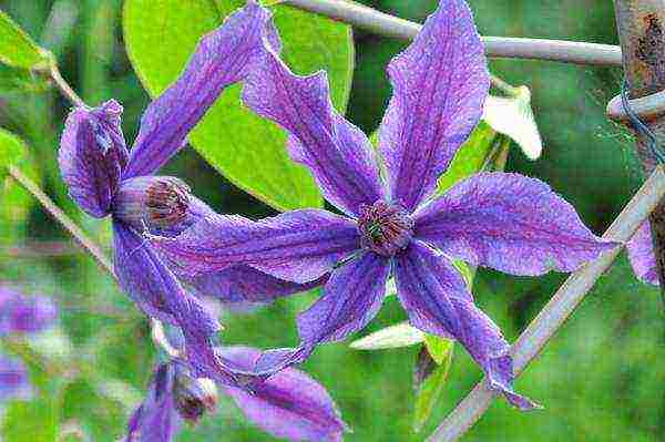 the best varieties of Polish clematis