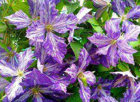 ang pinakamahusay na mga pagkakaiba-iba ng Polish clematis