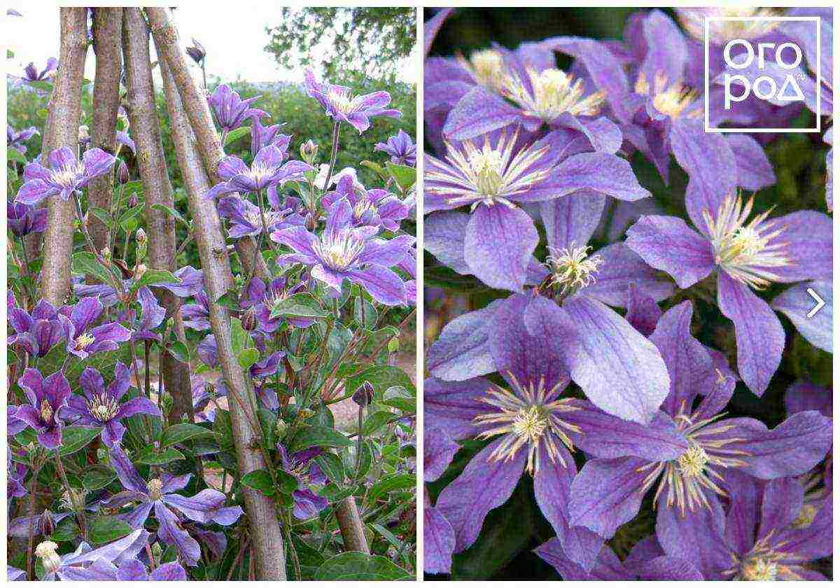 the best varieties of Polish clematis