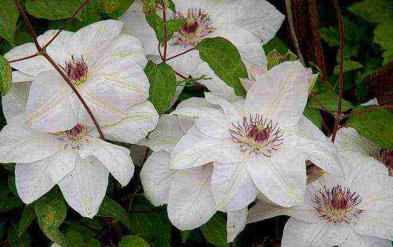 ang pinakamahusay na mga pagkakaiba-iba ng Polish clematis