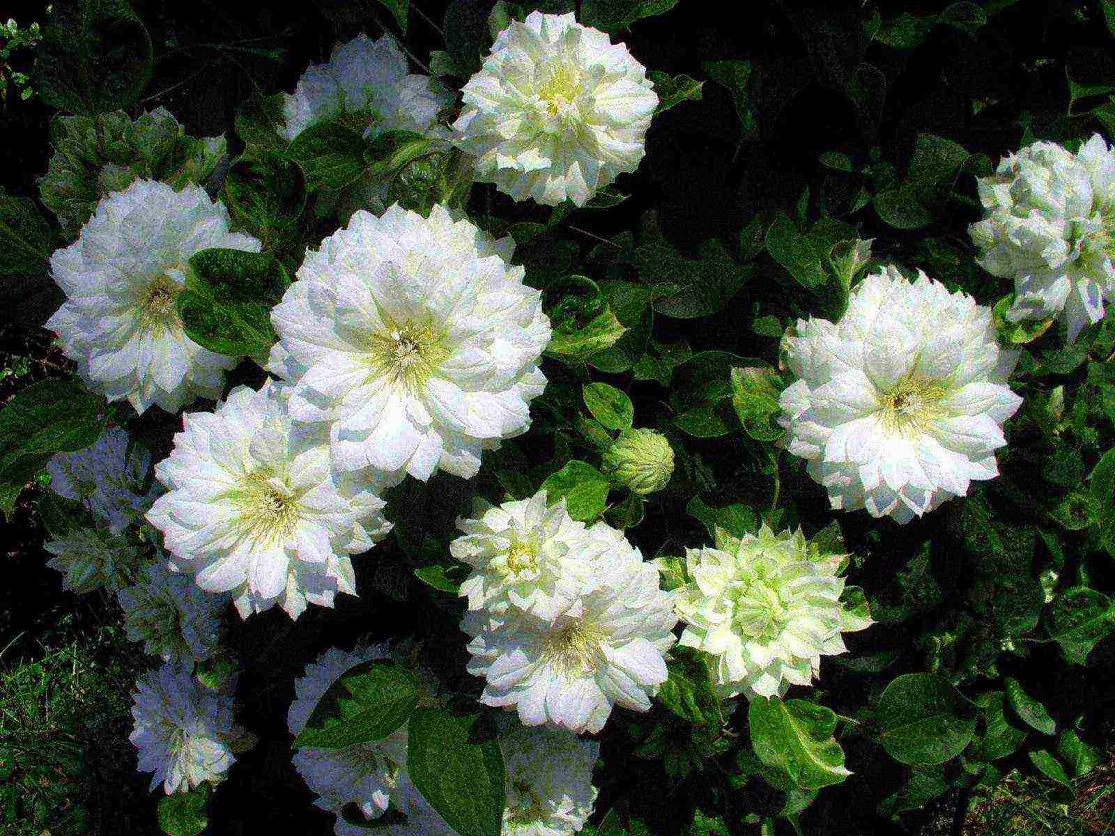 the best varieties of Polish clematis