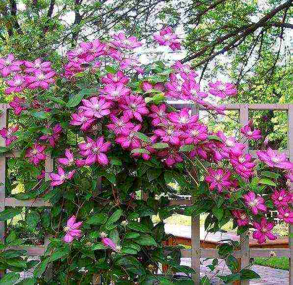 ang pinakamahusay na mga pagkakaiba-iba ng Polish clematis