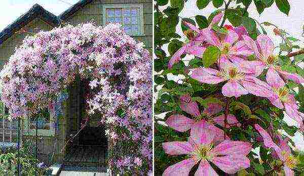 the best varieties of Polish clematis