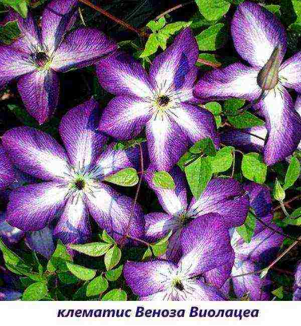 the best varieties of Polish clematis