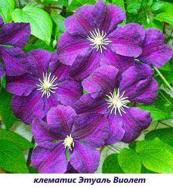 ang pinakamahusay na mga pagkakaiba-iba ng Polish clematis