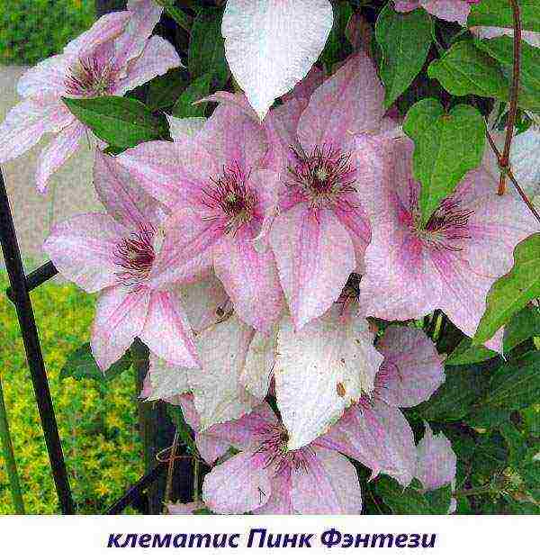 the best varieties of Polish clematis