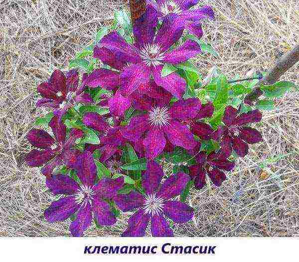 the best varieties of Polish clematis