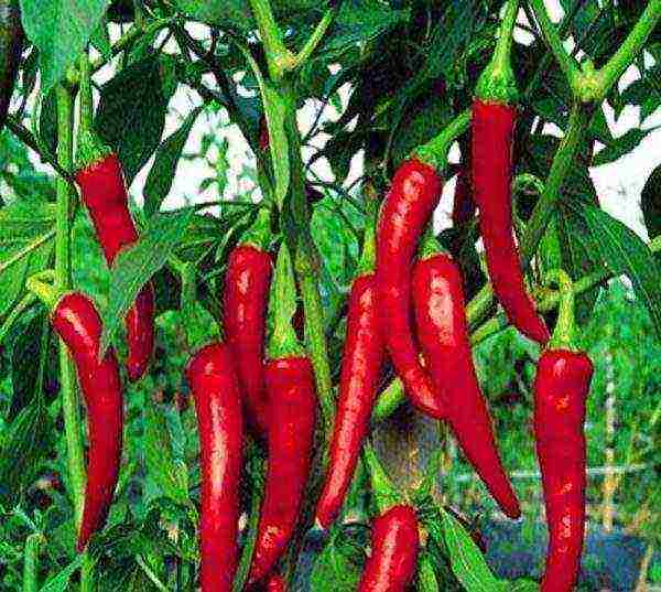 ang pinakamahusay na mga pagkakaiba-iba ng semi-hot peppers