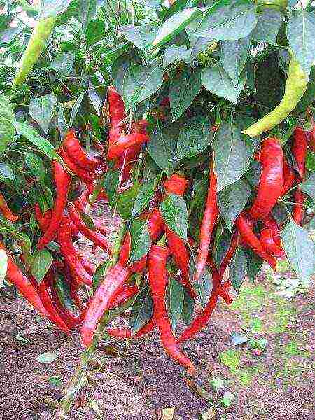 ang pinakamahusay na mga pagkakaiba-iba ng semi-hot peppers