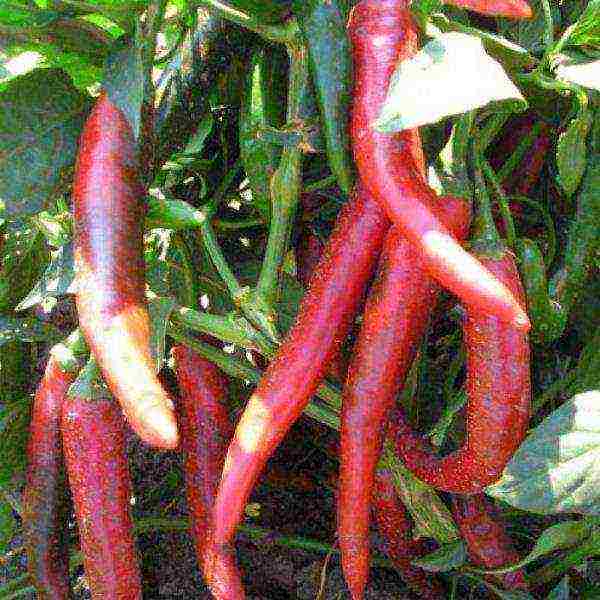 ang pinakamahusay na mga pagkakaiba-iba ng semi-hot peppers