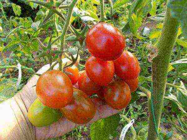 the best varieties of cherry tomatoes