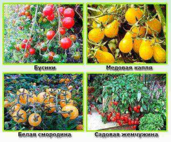 the best varieties of cherry tomatoes