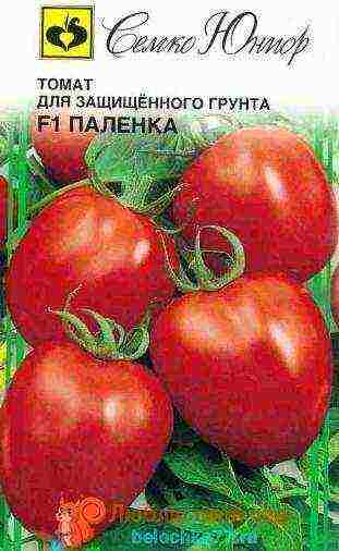 the best varieties of tomato f1