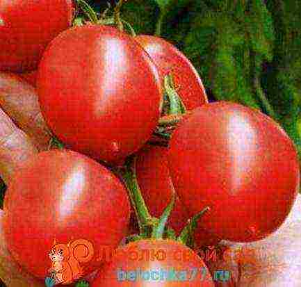 the best varieties of tomato f1