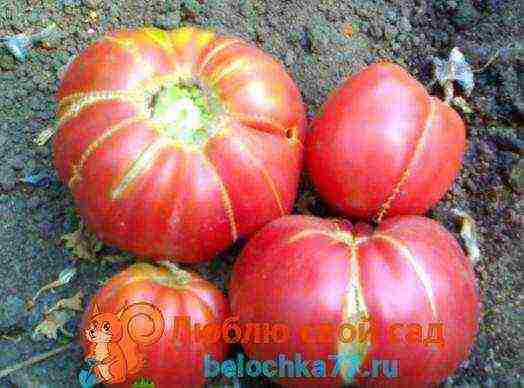 the best varieties of tomato f1