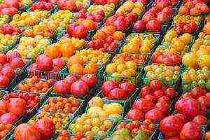 the best varieties of tomato f1