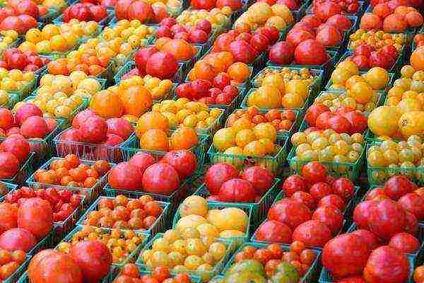 the best varieties of tomato f1