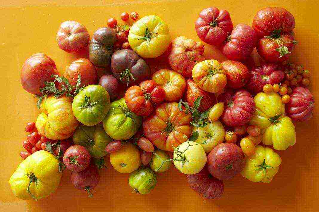 the best varieties of tomato f1