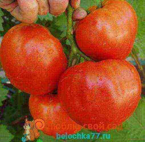 the best varieties of tomato f1