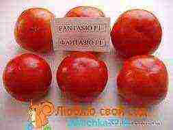 the best varieties of tomato f1