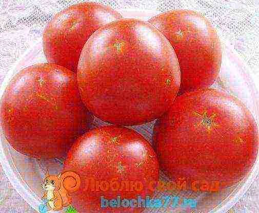 the best varieties of tomato f1