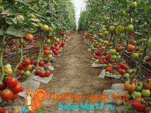 the best varieties of tomato f1