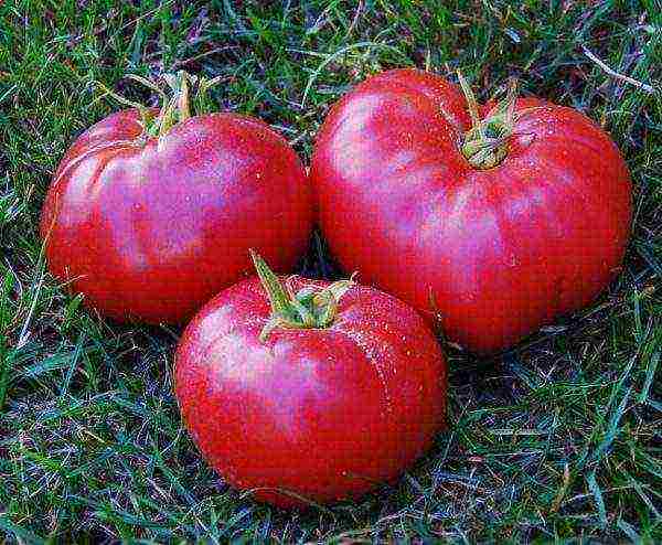 the best varieties of pink tomatoes