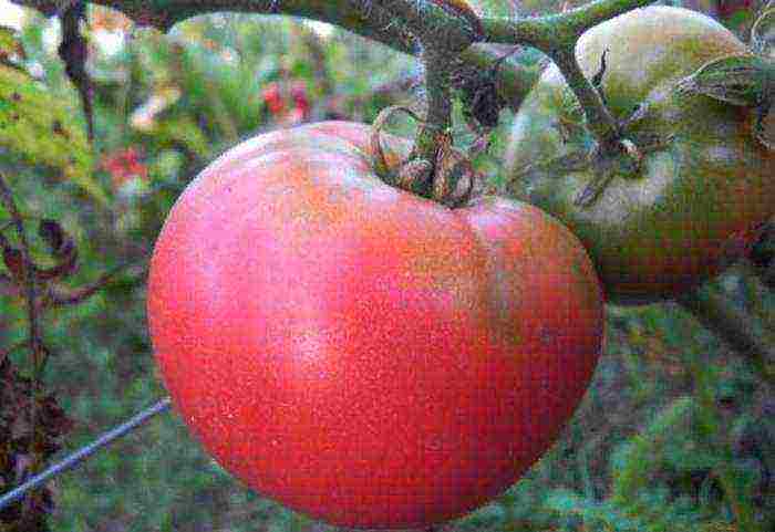 the best varieties of pink tomatoes