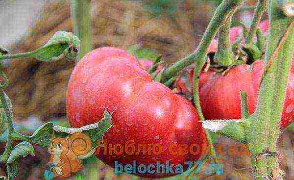 the best varieties of pink tomatoes